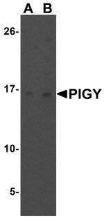 PIGY Antibody in Western Blot (WB)