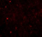 TOM70 Antibody in Immunohistochemistry (PFA fixed) (IHC (PFA))