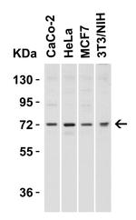 TOM70 Antibody in Western Blot (WB)