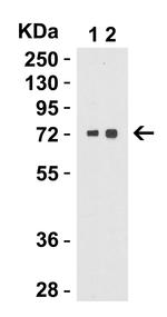 TOM70 Antibody in Western Blot (WB)