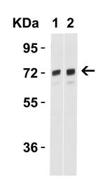 TOM70 Antibody in Western Blot (WB)