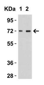 TOM70 Antibody in Western Blot (WB)