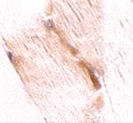 GBAS Polyclonal Antibody