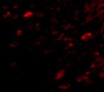 NIPSNAP3A Polyclonal Antibody