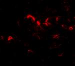 NIPSNAP3B Antibody in Immunohistochemistry (IHC)