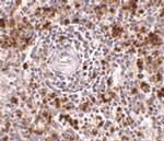 EBI3 Polyclonal Antibody