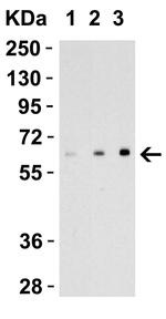 EBI3 Antibody in Western Blot (WB)
