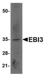 EBI3 Antibody in Western Blot (WB)