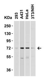 TOM70 Antibody in Western Blot (WB)