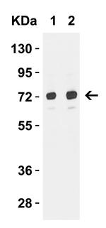 TOM70 Antibody in Western Blot (WB)