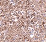 IL-16 Polyclonal Antibody