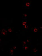 KLRA1 Antibody in Immunocytochemistry (ICC/IF)
