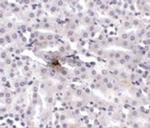 ZIP11 Polyclonal Antibody