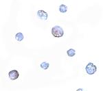 PDCD5 Polyclonal Antibody