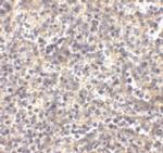 ATG5 Polyclonal Antibody