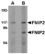 FNIP2 Antibody in Western Blot (WB)