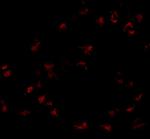 GNPDA1 Antibody in Immunocytochemistry (ICC/IF)