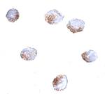 GNPDA2 Polyclonal Antibody