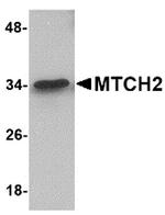 MTCH2 Antibody in Western Blot (WB)