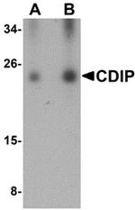 CDIP1 Antibody in Western Blot (WB)