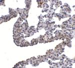 PCDH12 Polyclonal Antibody