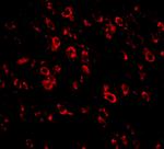 PCDH18 Antibody in Immunocytochemistry (ICC/IF)