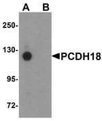 PCDH18 Antibody in Western Blot (WB)