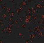 LRFN2 Antibody in Immunohistochemistry (IHC)