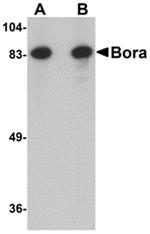 Bora Antibody in Western Blot (WB)