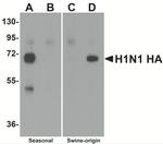 Swine Influenza H1N1 HA Antibody in ELISA (ELISA)