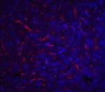 ApoA1 Polyclonal Antibody