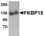 FKBP15 Antibody in Western Blot (WB)