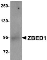 DREF Polyclonal Antibody