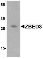 ZBED3 Antibody in Western Blot (WB)
