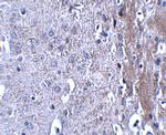 MATN4 Polyclonal Antibody