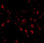 SIGLEC11 Antibody in Immunohistochemistry (IHC)