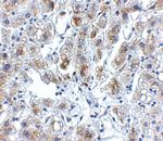 SIGLEC11 Polyclonal Antibody