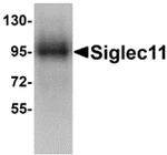 SIGLEC11 Antibody in Western Blot (WB)