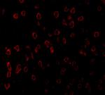 SCF Antibody in Immunohistochemistry (PFA fixed) (IHC (PFA))