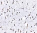 SCF Polyclonal Antibody