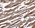 RSPO1 Polyclonal Antibody