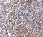 GPR3 Antibody in Immunohistochemistry (IHC)