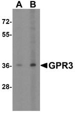 GPR3 Antibody in Western Blot (WB)