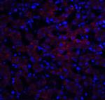 Occludin Polyclonal Antibody