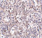 SR-BI Polyclonal Antibody