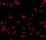 RGS21 Antibody in Immunocytochemistry (ICC/IF)
