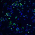 RGS21 Antibody in Immunocytochemistry (ICC/IF)