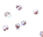 SCARA5 Polyclonal Antibody