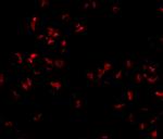 SCARA5 Antibody in Immunocytochemistry (ICC/IF)
