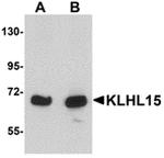 KLHL15 Antibody in Western Blot (WB)